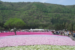 2019 富士芝桜まつりにて (1)