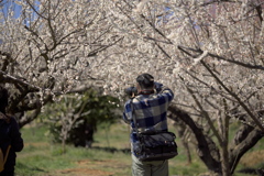 梅の花を撮る人を撮る (2)