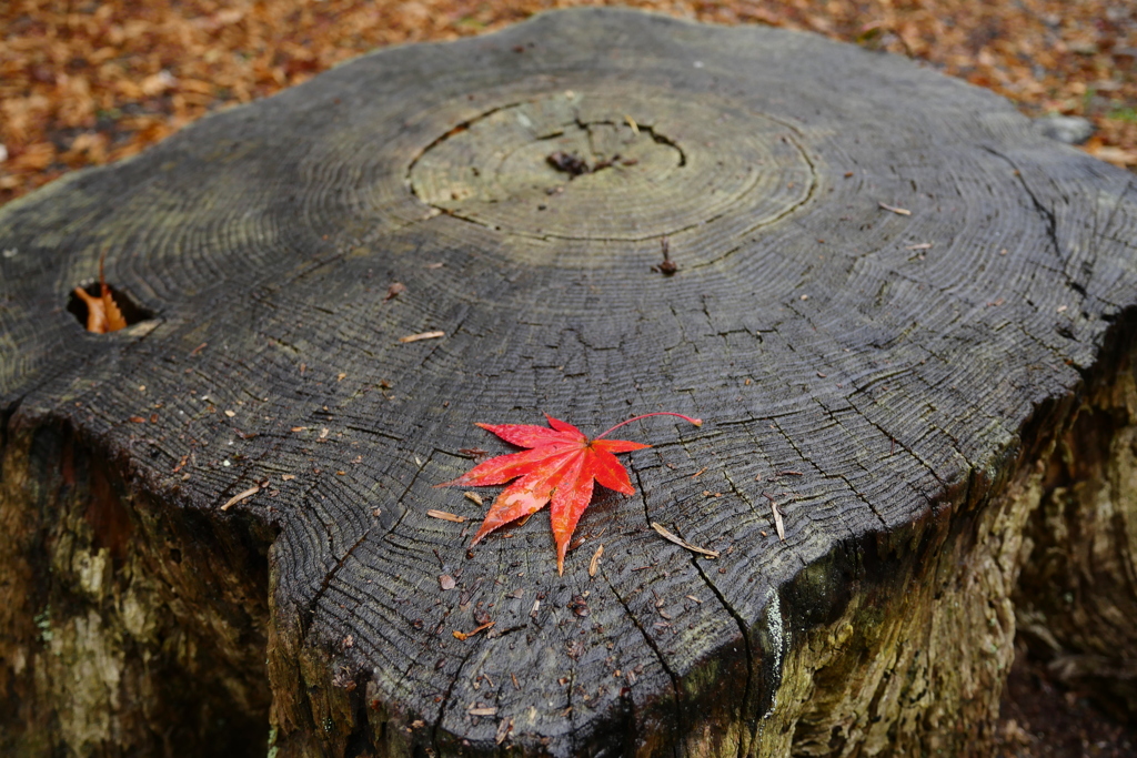 雨の日の紅葉狩り 8