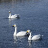 再び犀川白鳥湖と御宝田遊水地の白鳥 (8)