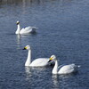 再び犀川白鳥湖と御宝田遊水地の白鳥 (8)