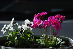 我が家の花3