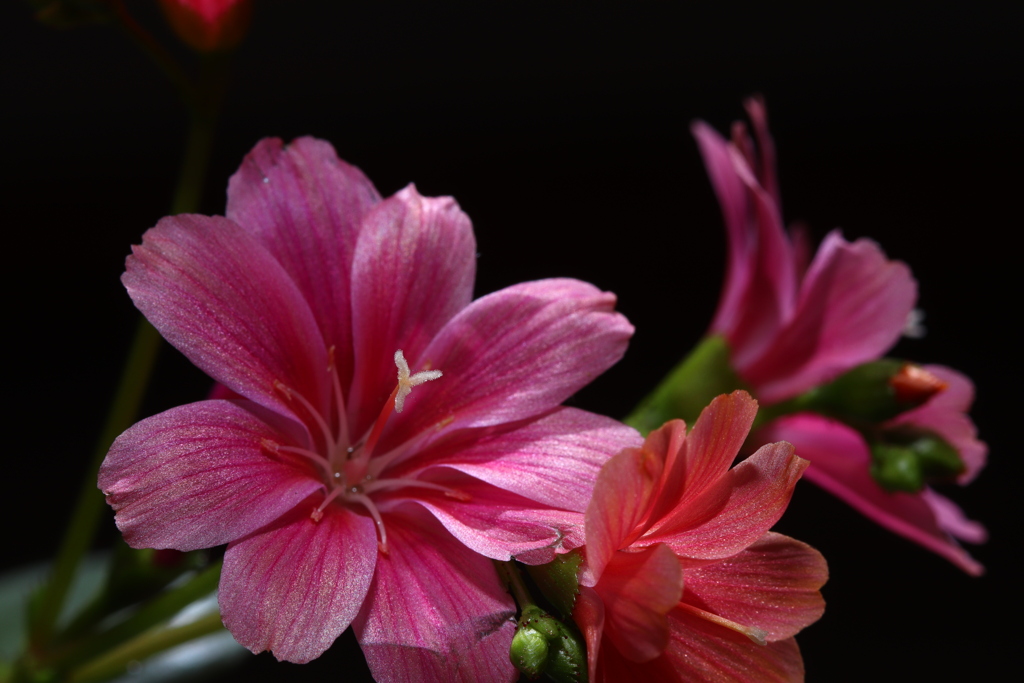 我が家の花 2018 (2)