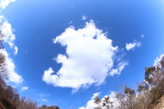 ポッカリクモ