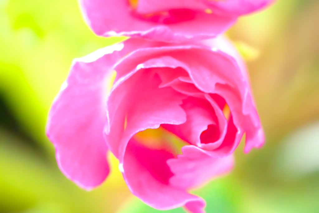 我が家の鉢植えより (1)