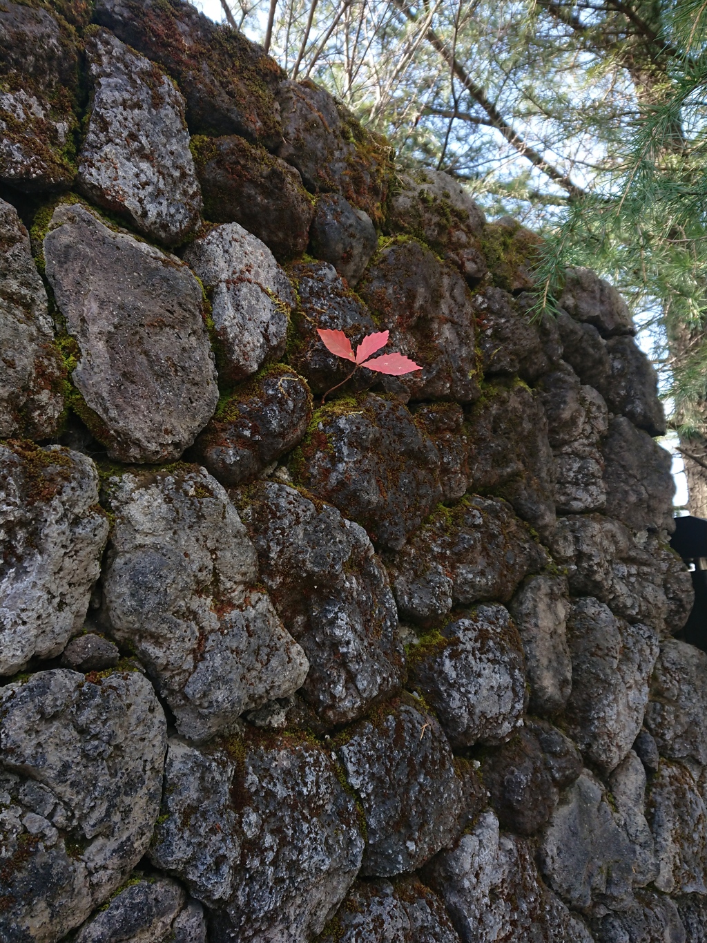 ド根性な紅葉