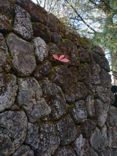 ド根性な紅葉