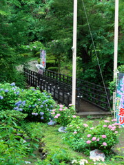 2019八塩あじさい園にて＃２ (2)