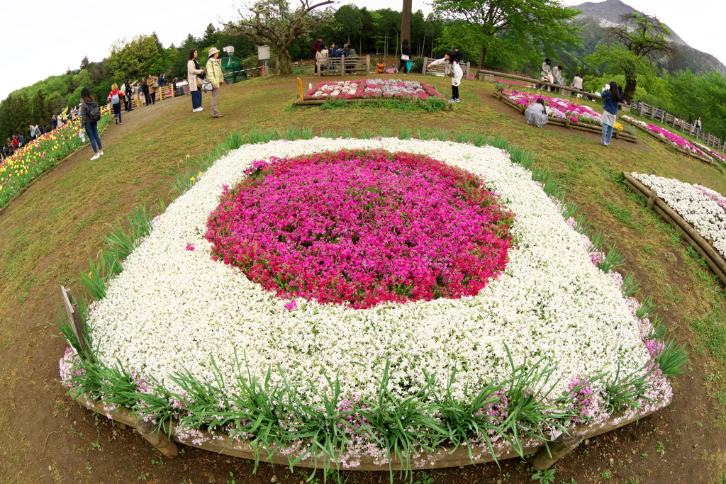 秩父 羊山公園にて 2019  (5)