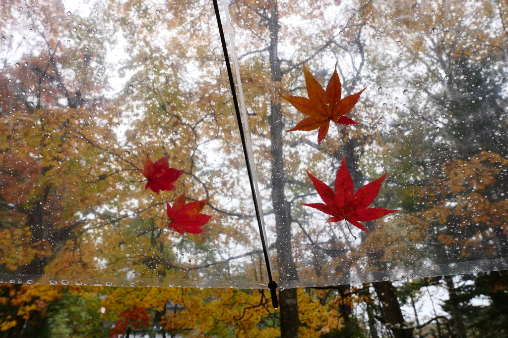 雨の日の紅葉狩り 6