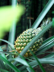2019 碓氷川熱帯植物園 (7)