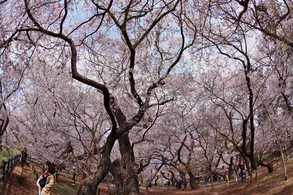 高遠城址公園にて  2018桜  (6)