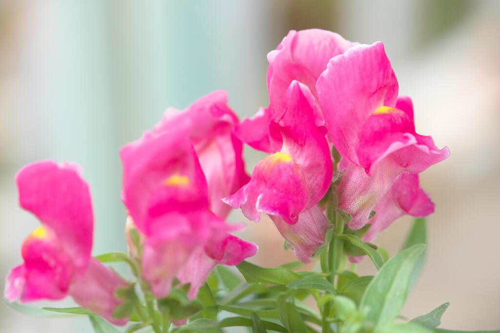 庭の鉢植えより  (3)