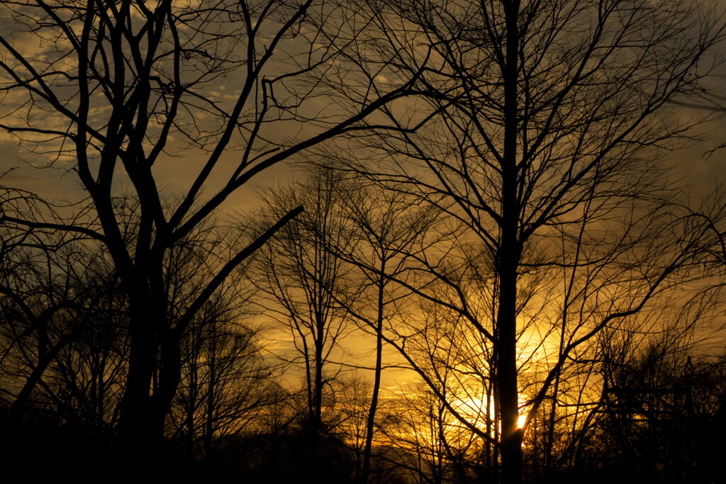 冬の木と落日