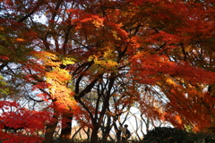 木漏れ日の紅葉を撮る人を撮る2017