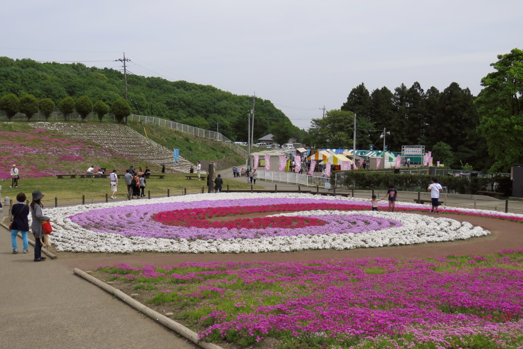 2017 群馬みさと芝桜公園 (10)