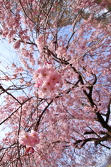 春の東御中央公園 芝生広場にて 2018 (3)