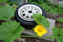 こんなところにカボチャの花咲く