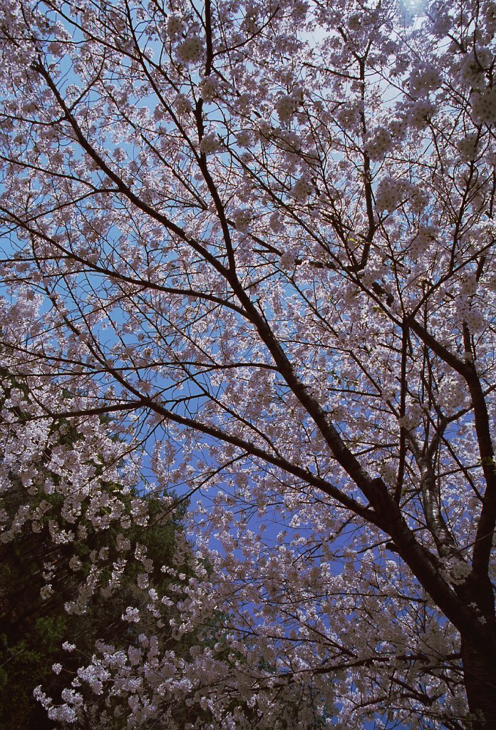 フィルム時代 8