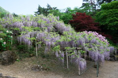 上田市 前山寺にて (4)
