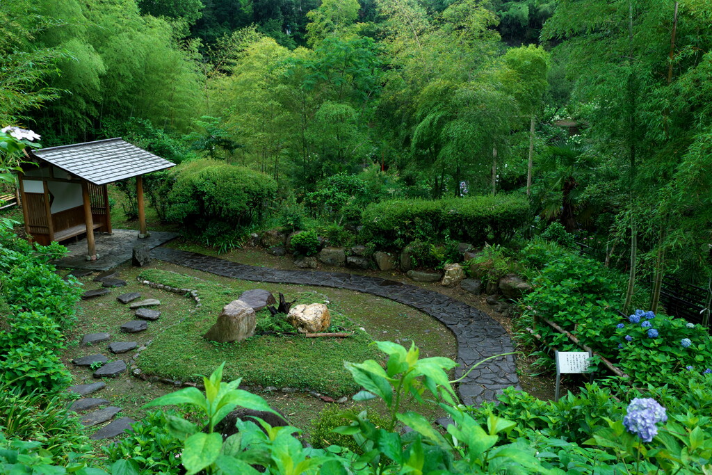 2019八塩あじさい園にて (6)