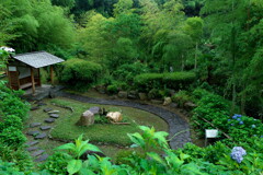 2019八塩あじさい園にて (6)
