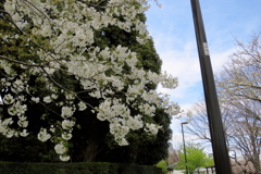 17_04_02 東京 千鳥ヶ淵にて (7)