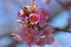 群馬 箕郷梅林にて (3) 河津桜2