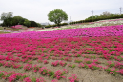 2017 群馬みさと芝桜公園 (3)