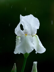 雨あやめ