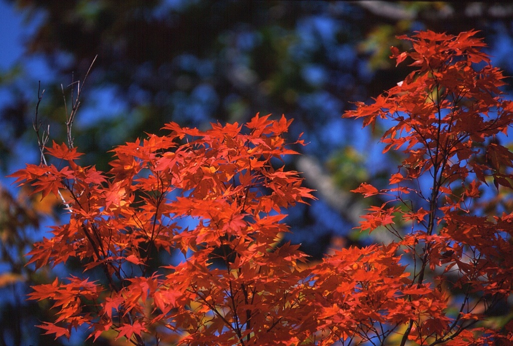 フィルム時代 84