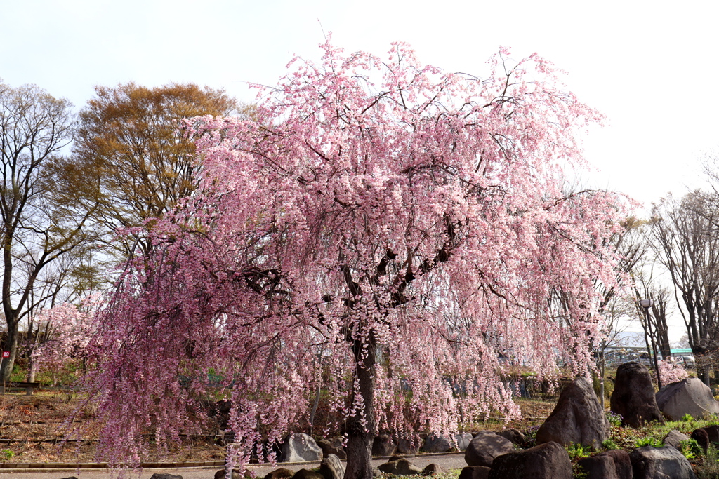 春の東御中央公園 芝生広場にて 2018 (1)