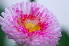 我が家の鉢植えより (3)