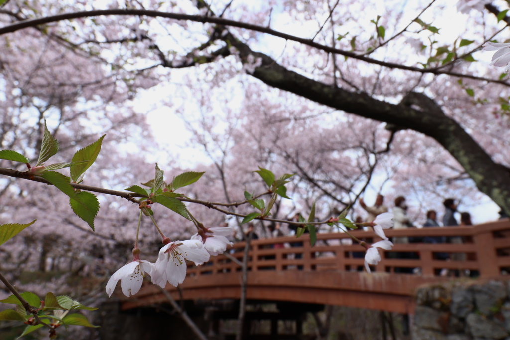 高遠城址公園にて  2018桜  (8)