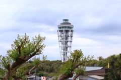 2018 春の江の島にて (8)