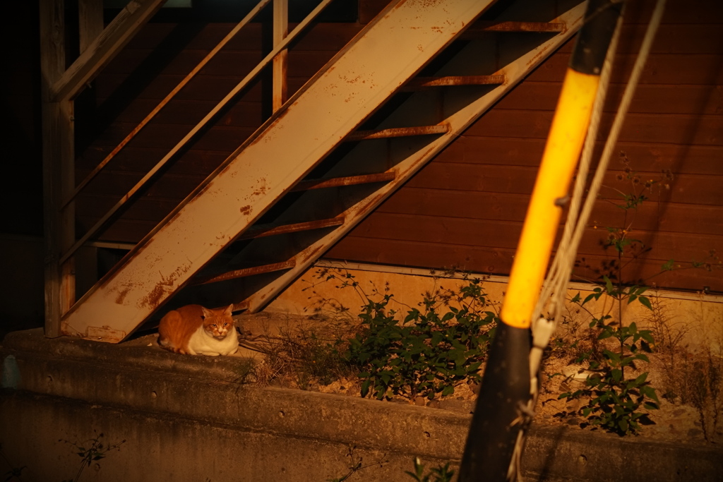 宵闇の猫
