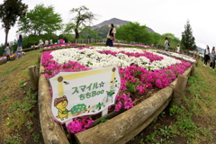 秩父 羊山公園にて 2019  (4)