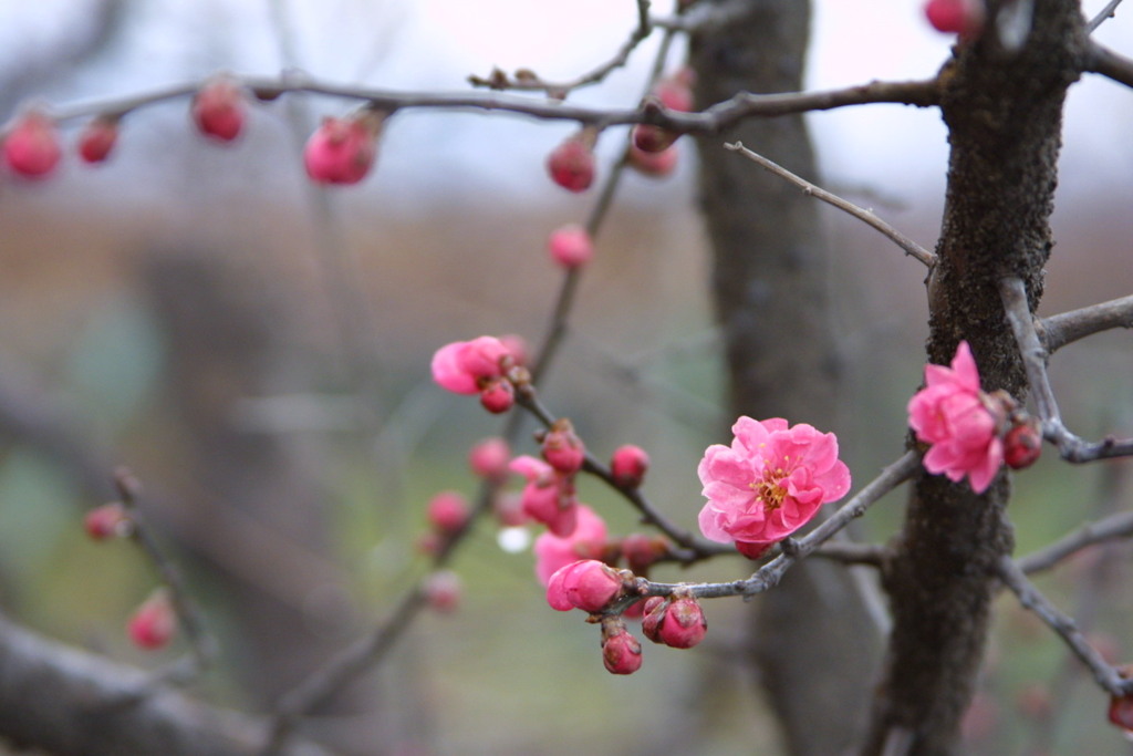 EOS D30の時 5