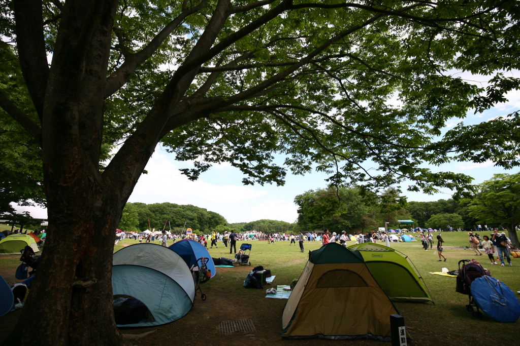 休日の森林公園