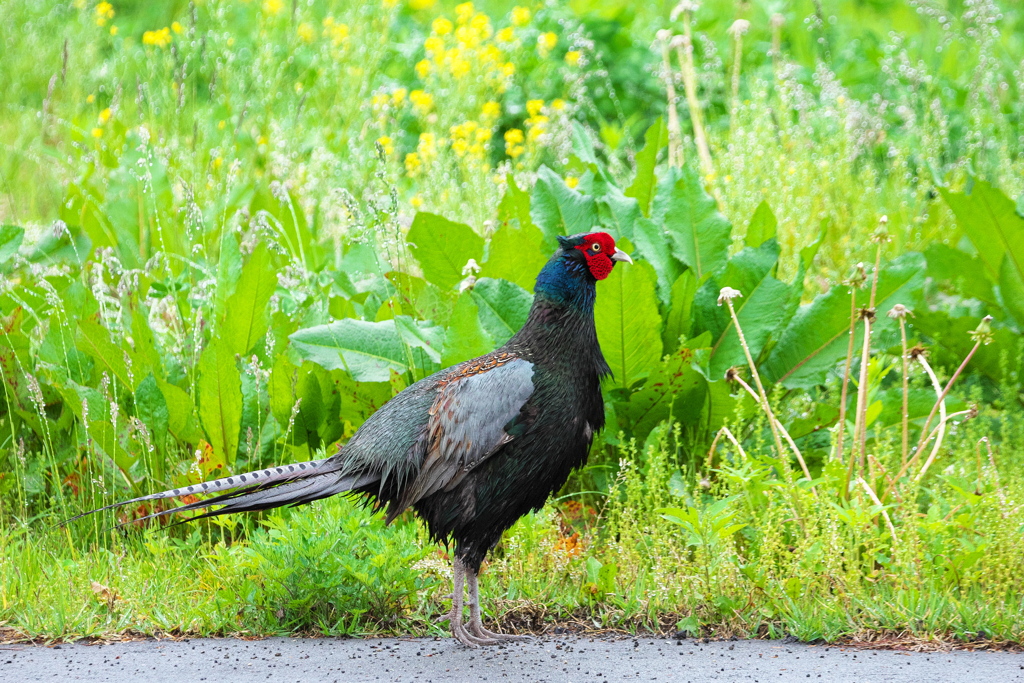雨に濡れた雉   モモタロウ、マダカナ？