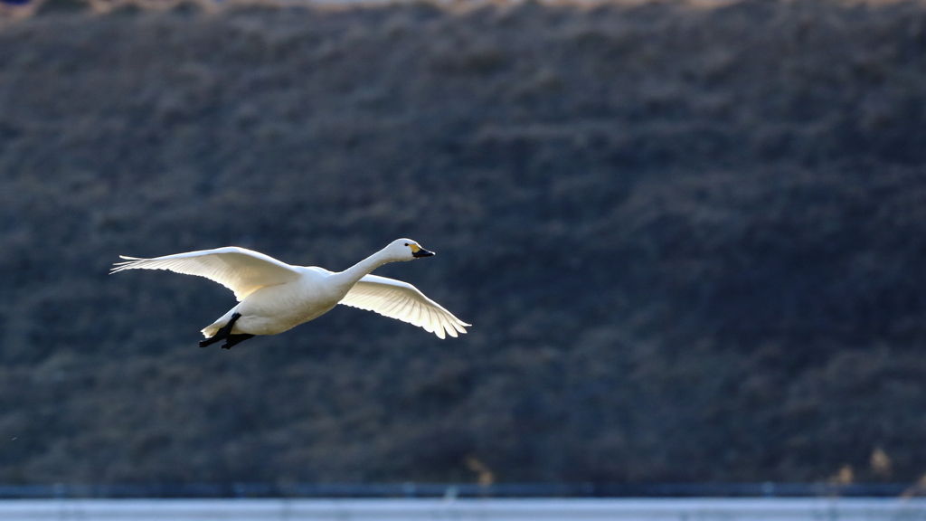 白鳥2019　着陸態勢