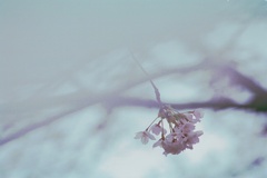 フィルム時代 22