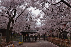 高遠城址公園にて  2018桜  (3)
