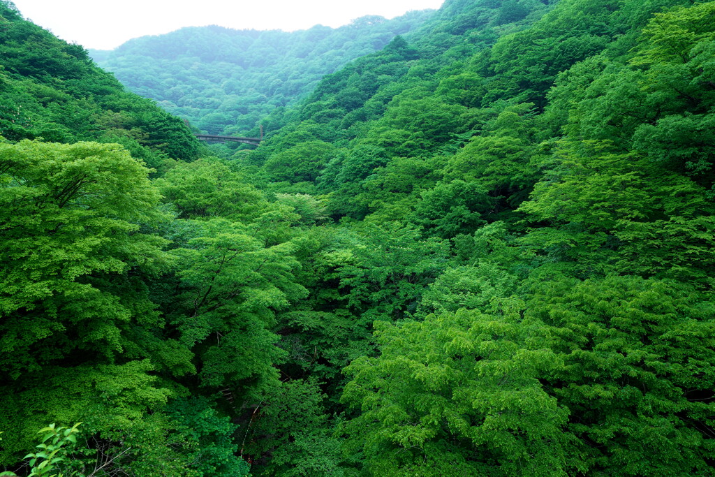2020春の碓氷峠にて (8)