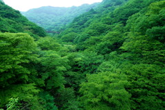 2020春の碓氷峠にて (8)