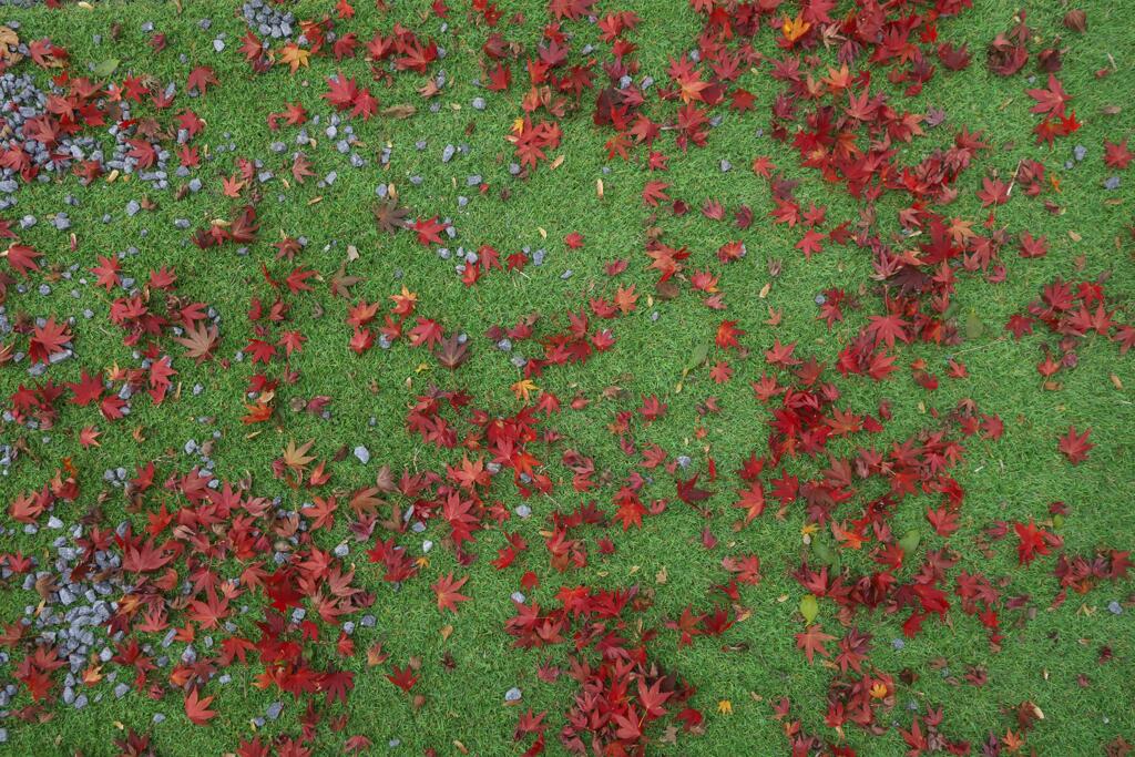 サヨナラ紅葉 (2)