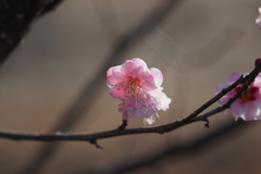 群馬 秋間梅林にて (8)