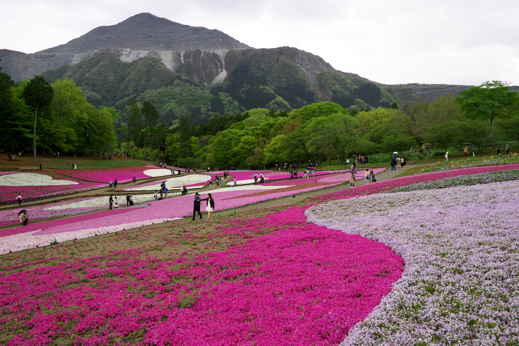 秩父 羊山公園にて 2019  (9)
