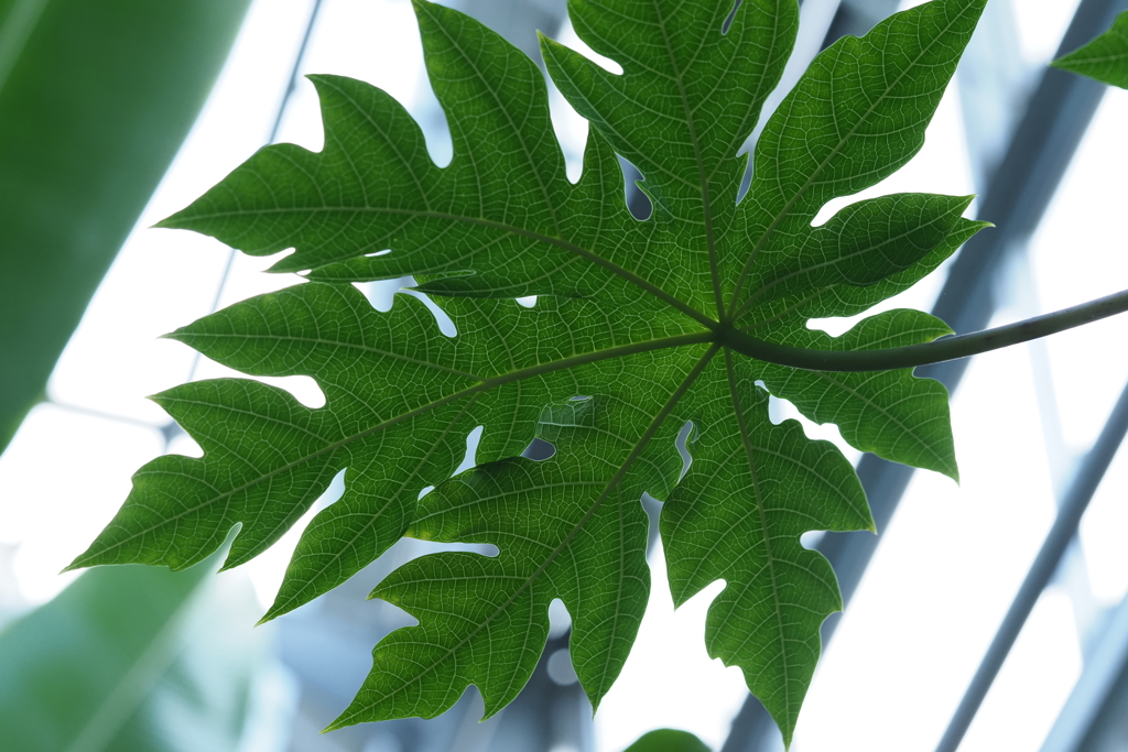 碓氷川熱帯植物園にて (19)