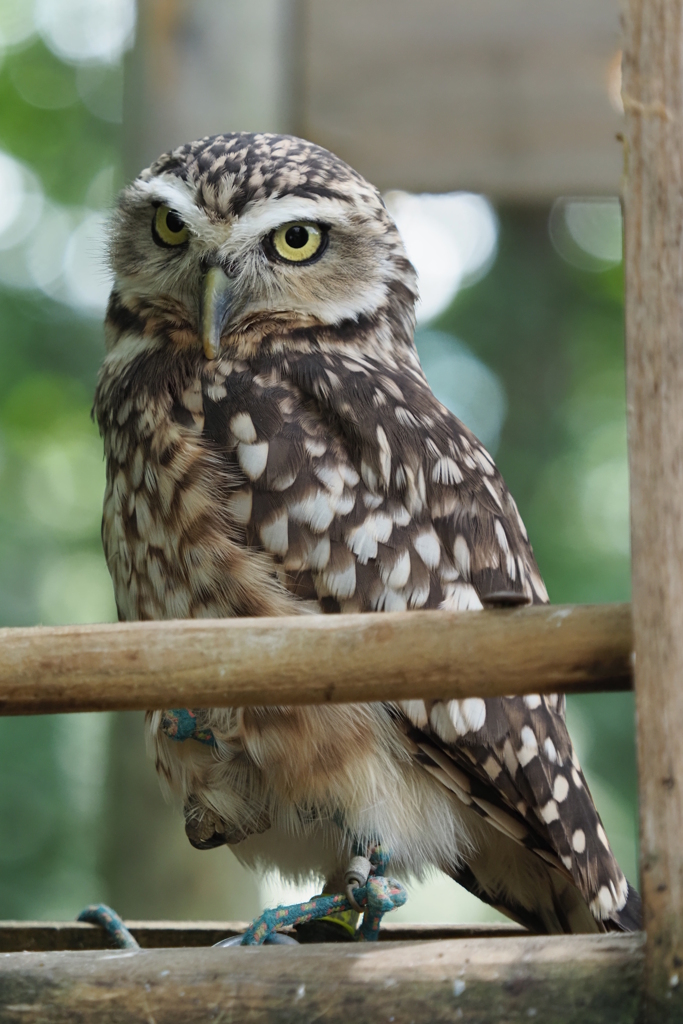 杜のフクロウのポートレート I アナホリフクロウ